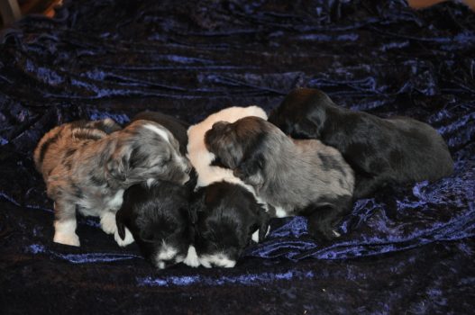 Pile of Puppies!