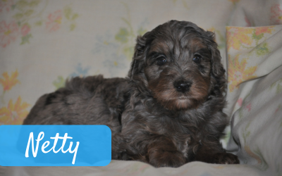 Solid Blue Merle Girl - $800